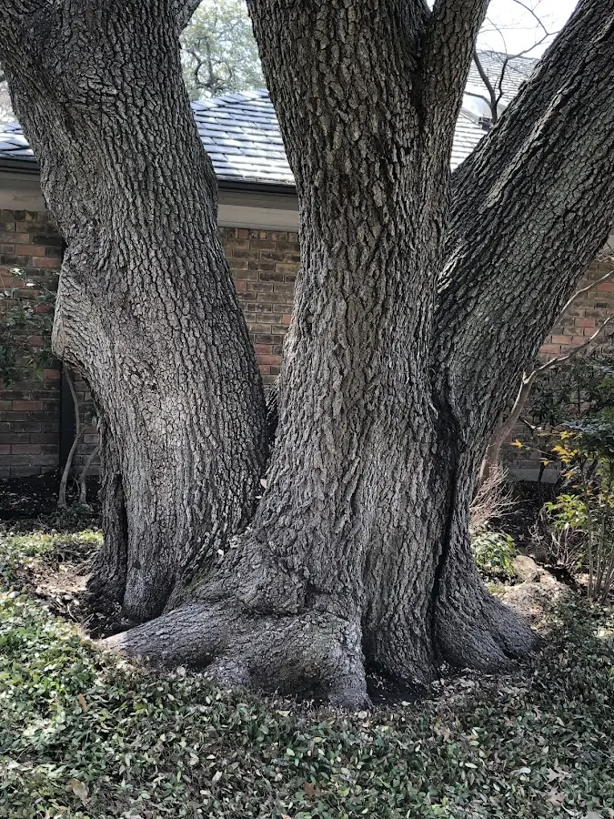 Mature heritage tree close to a Proctorsville property cared for by certified arborists